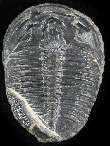 Elrathia Trilobite - Wheeler Shale, Utah #24816